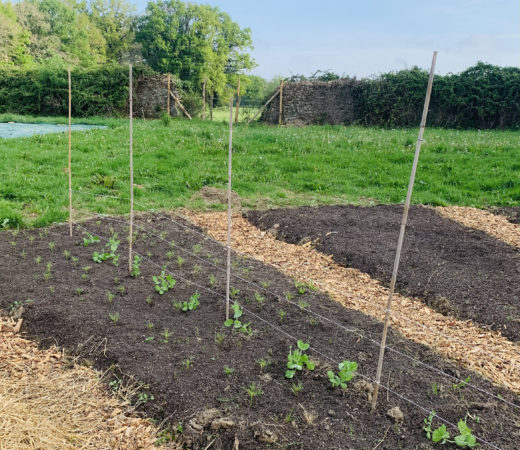 Potager Domaine du Présent